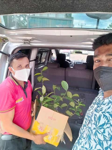 300 Jackfruit Saplings